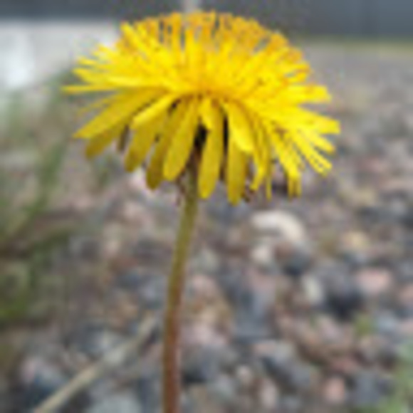 Meet your Posher, Lydia - Picture 1 of 1